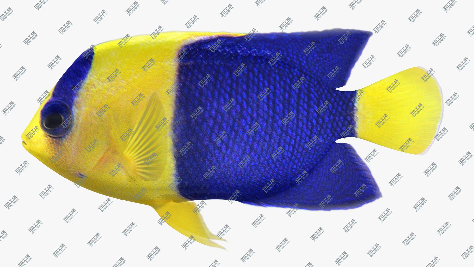 images/goods_img/2021040233/3D Fish Collection/5.jpg
